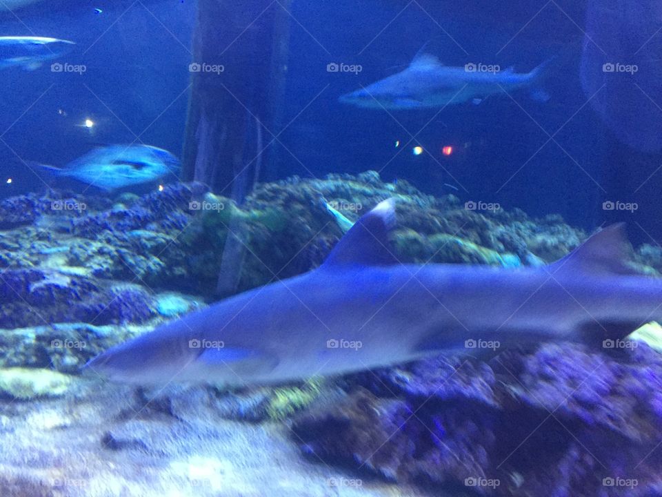 Shark at the Orlando Aquarium 