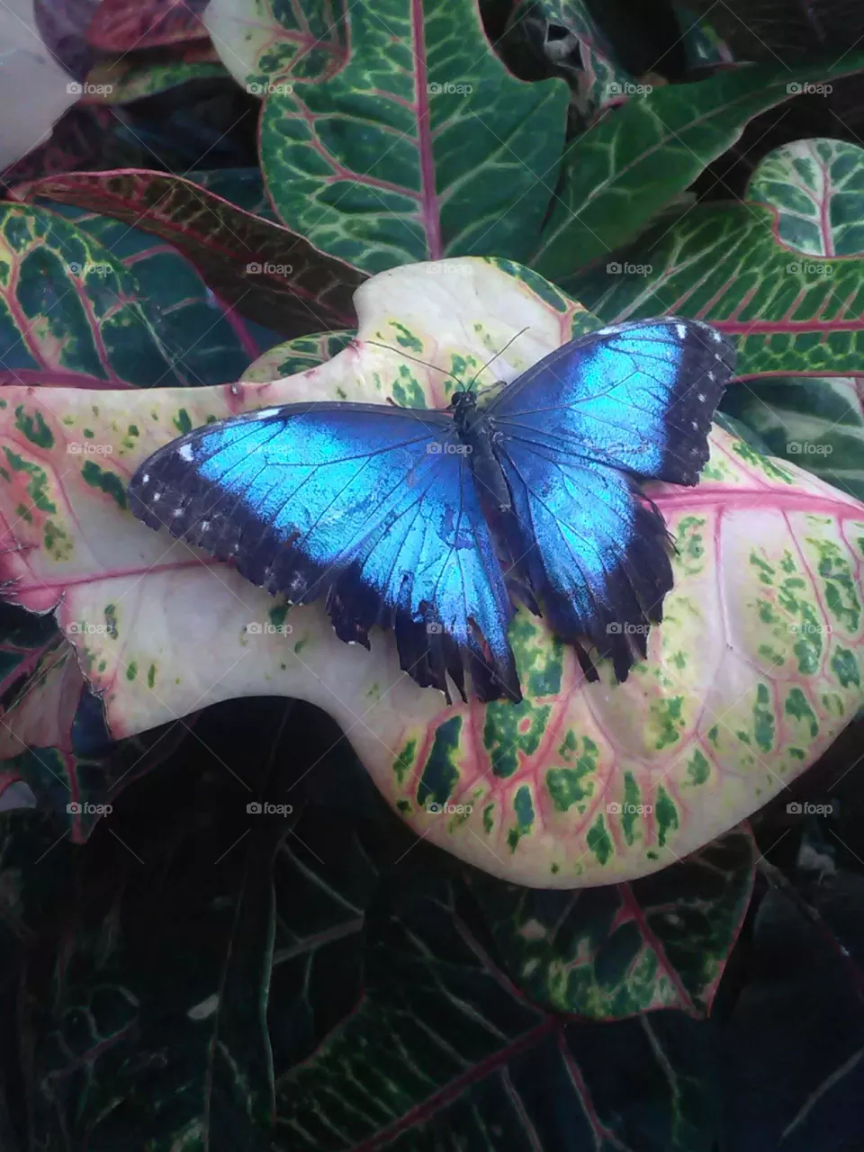 Butterfly resting on a leaf in key west