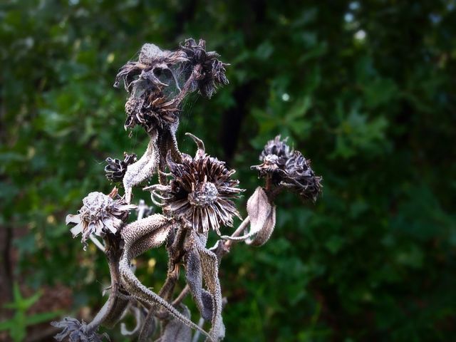 Beauty in death