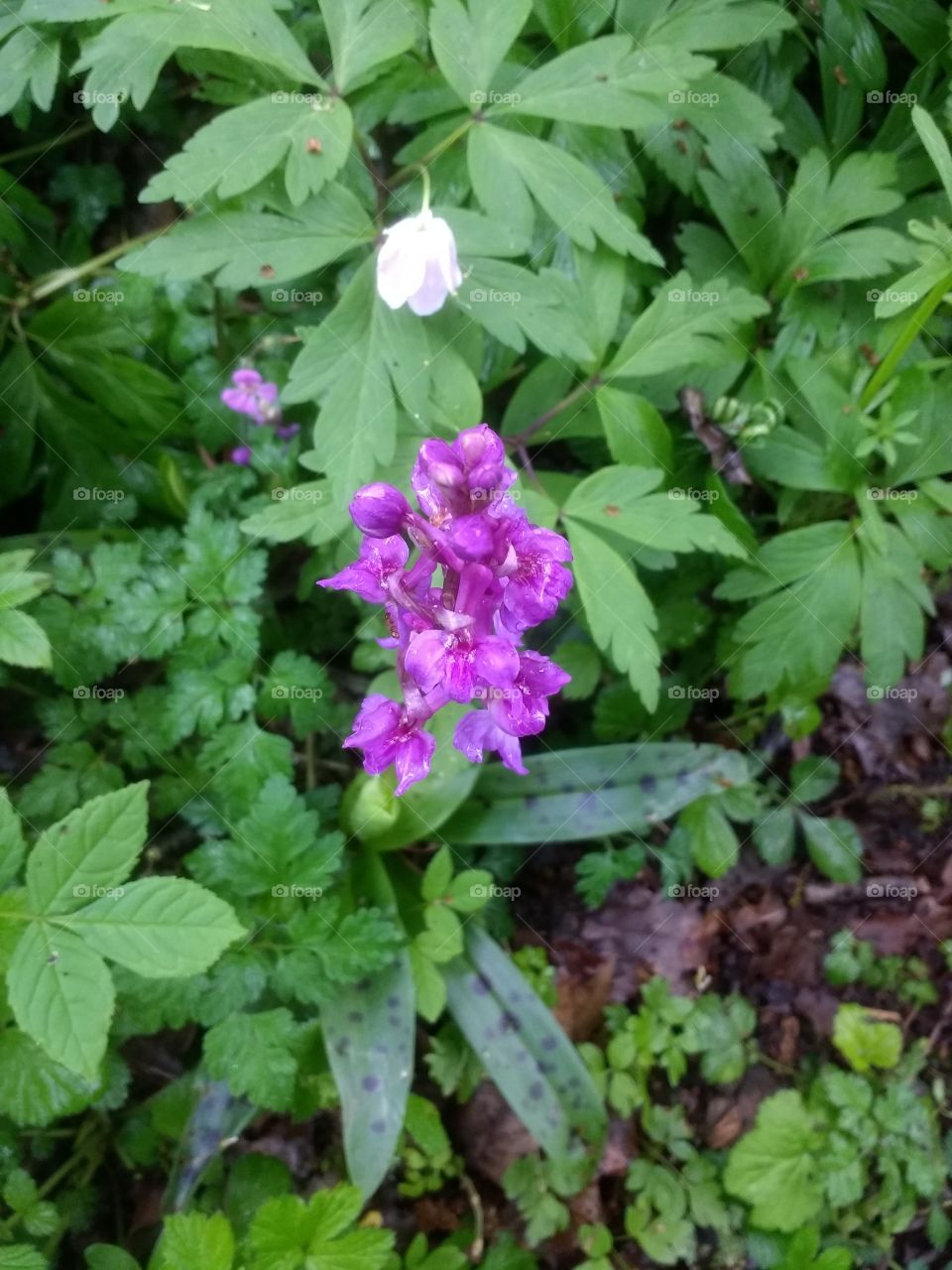 orchid, purple, colour, flower, leaves, close up, outside