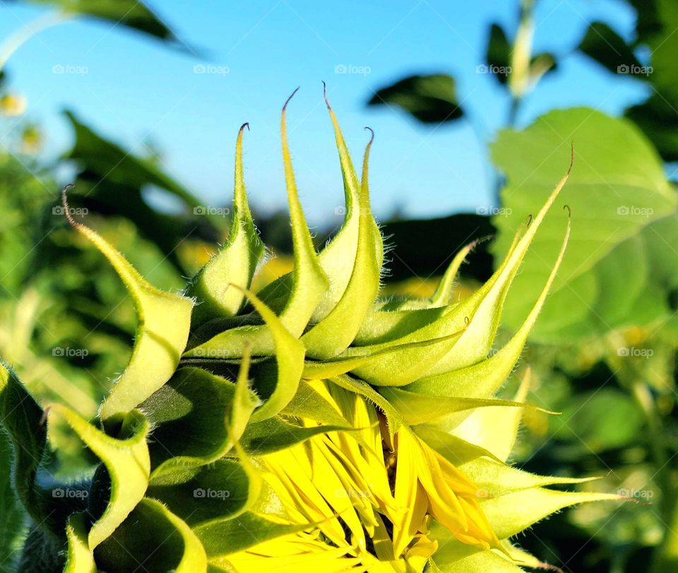 blooming sunflower