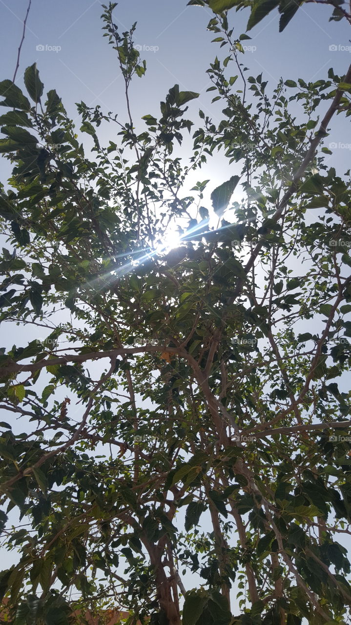 sun