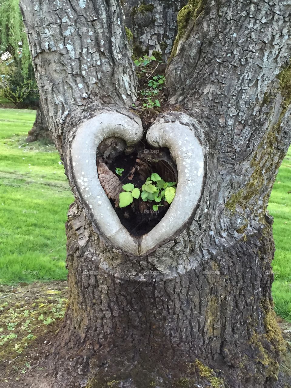 Heart knot in tree.