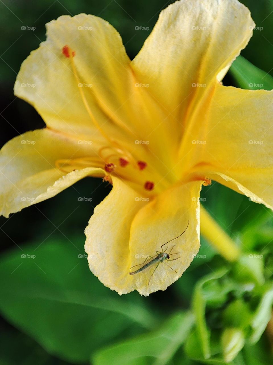 marvel-of-peru and mosquito