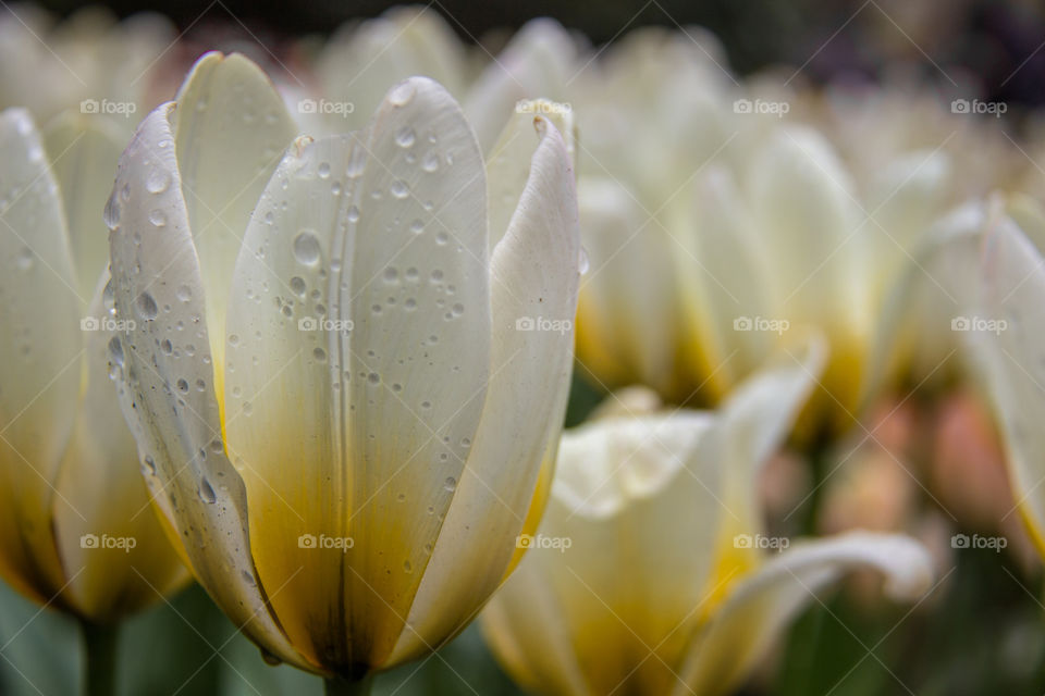 Tulips and water droplets 