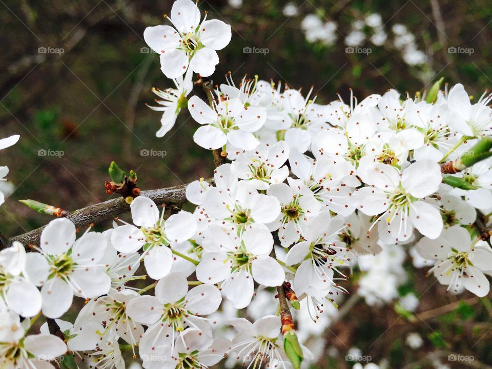 White flowers blooming in spring