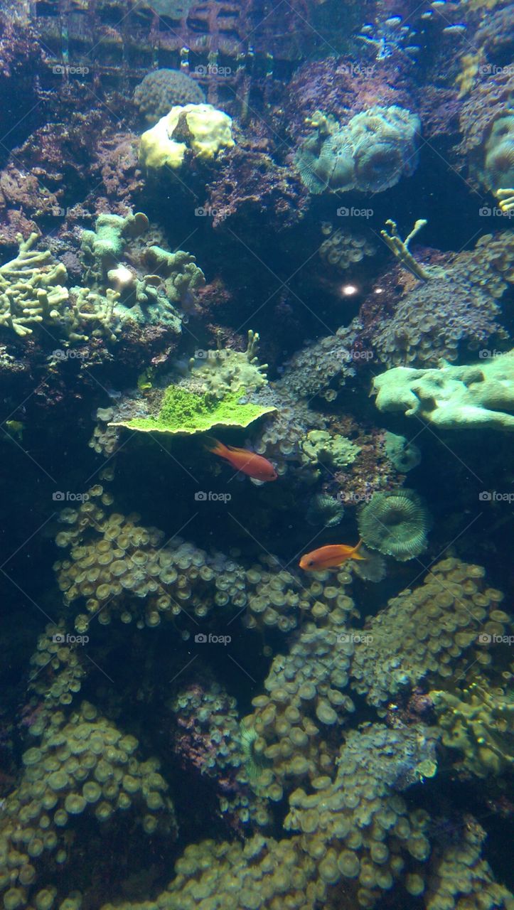 Underwater, Fish, Coral, Reef, Ocean