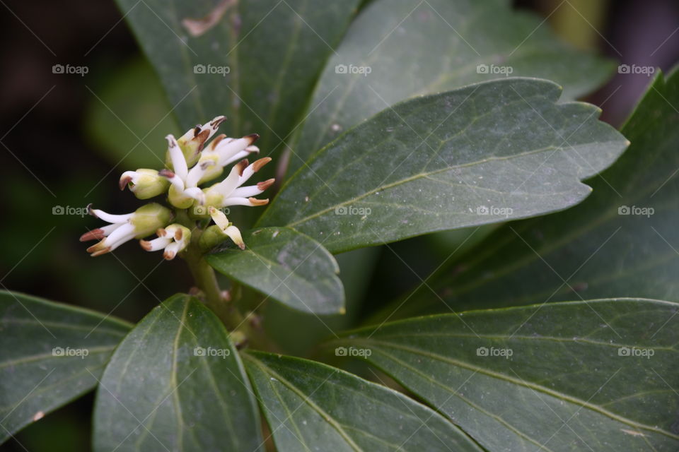 flowering weed with dark green leaves close-up