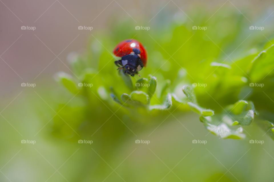 Close-up of ladybird on leaf