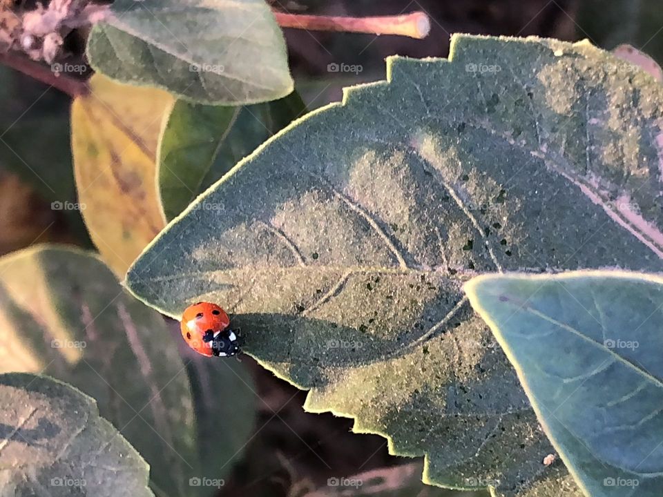 Beautiful ladybug on a green leaf of a tree.