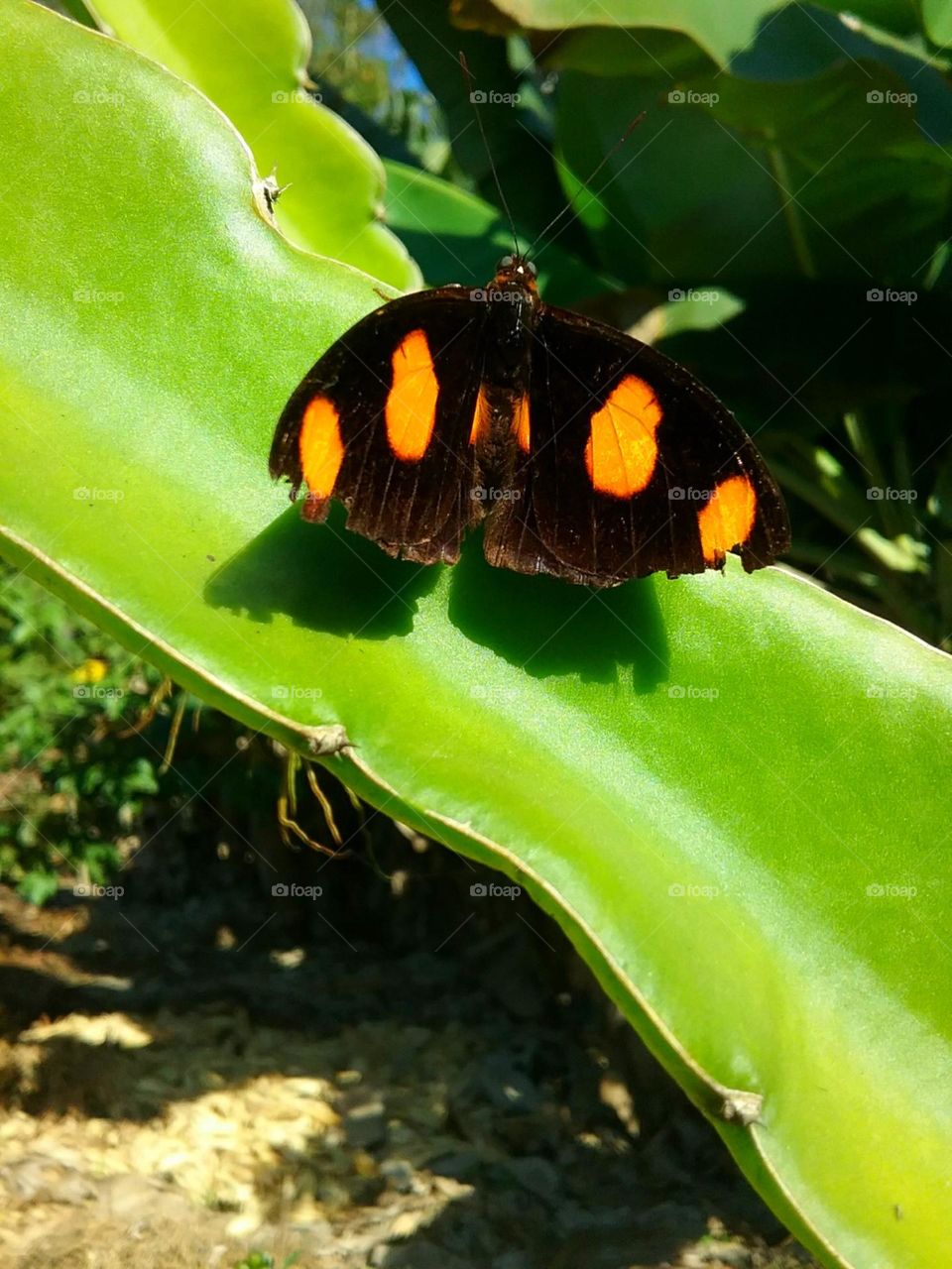 Borboleta felina na Pitaya.
