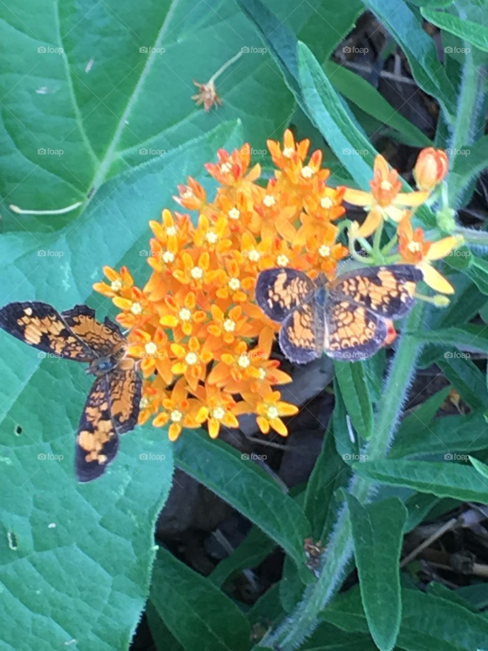 Butterflies and Wildflowers 