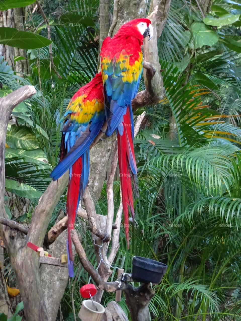 Macaws