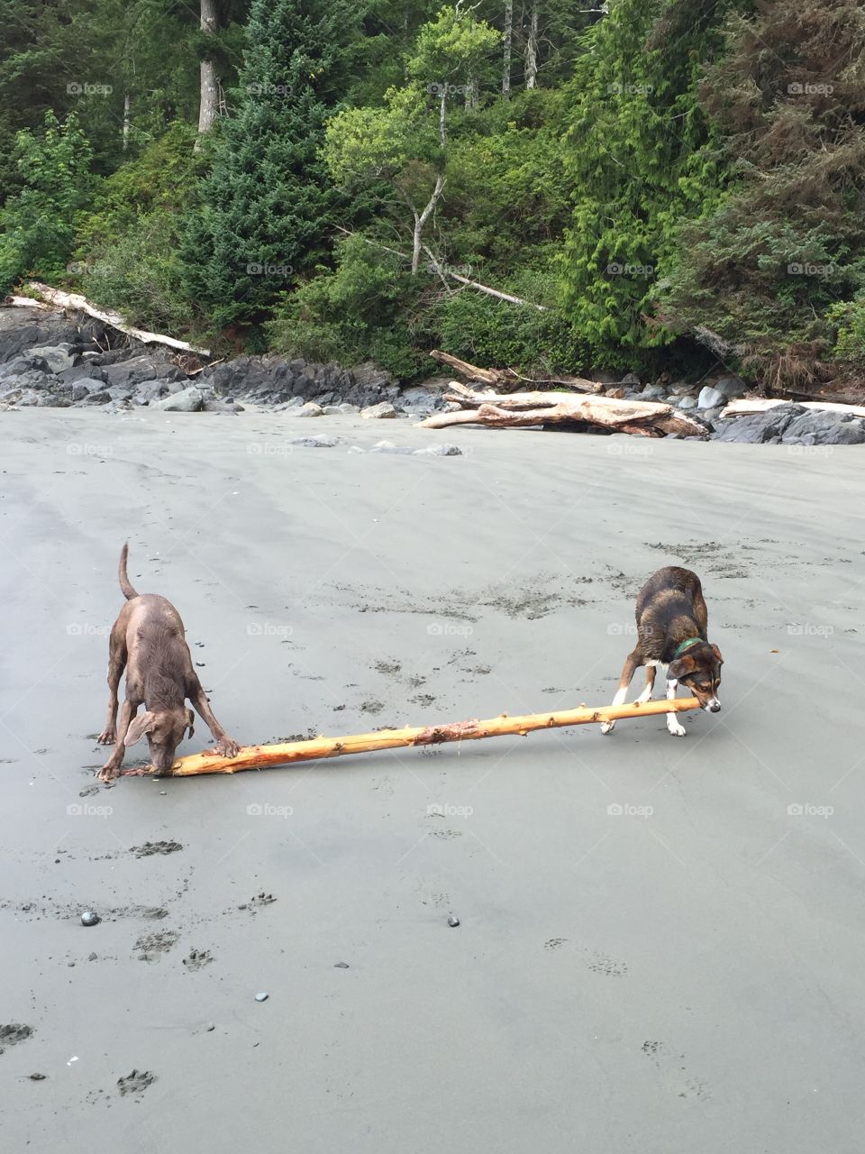Two dog playing with log