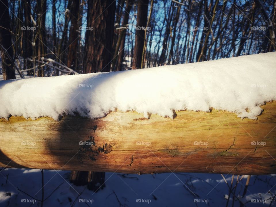 Sunny day in winter forest