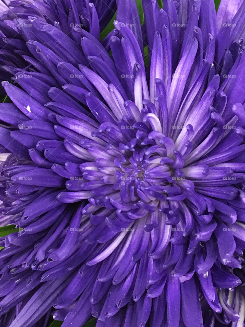 Purple Chrysanthemum