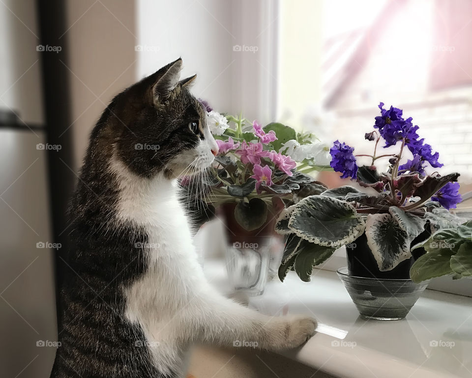Cat hunting for home plants 