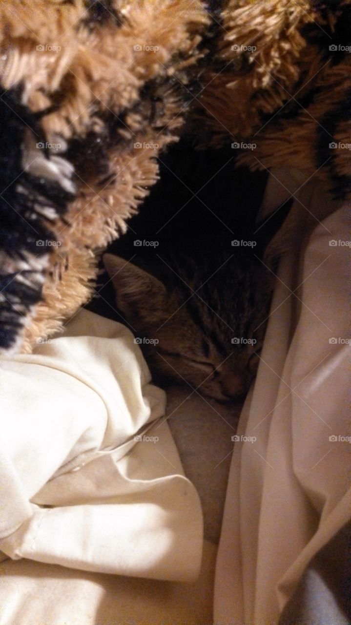 sleeping under tiger