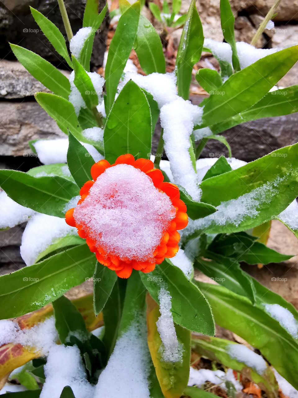 Winter scape so beautiful with flower kissed snow