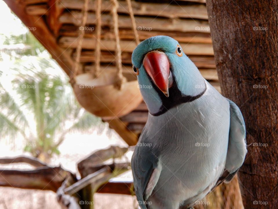 Norwegian Blue Parrot