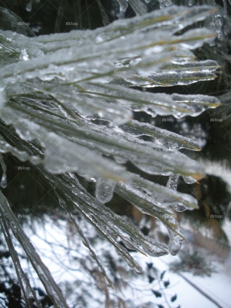 Pine needles and Ice 