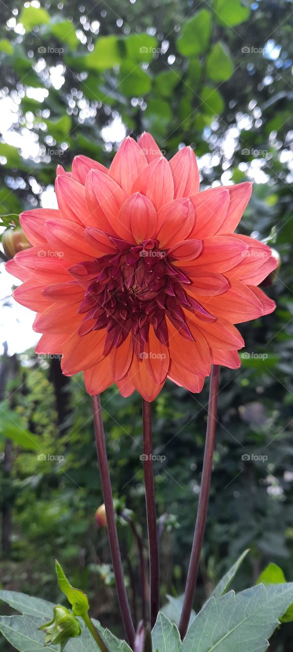 Dahlia