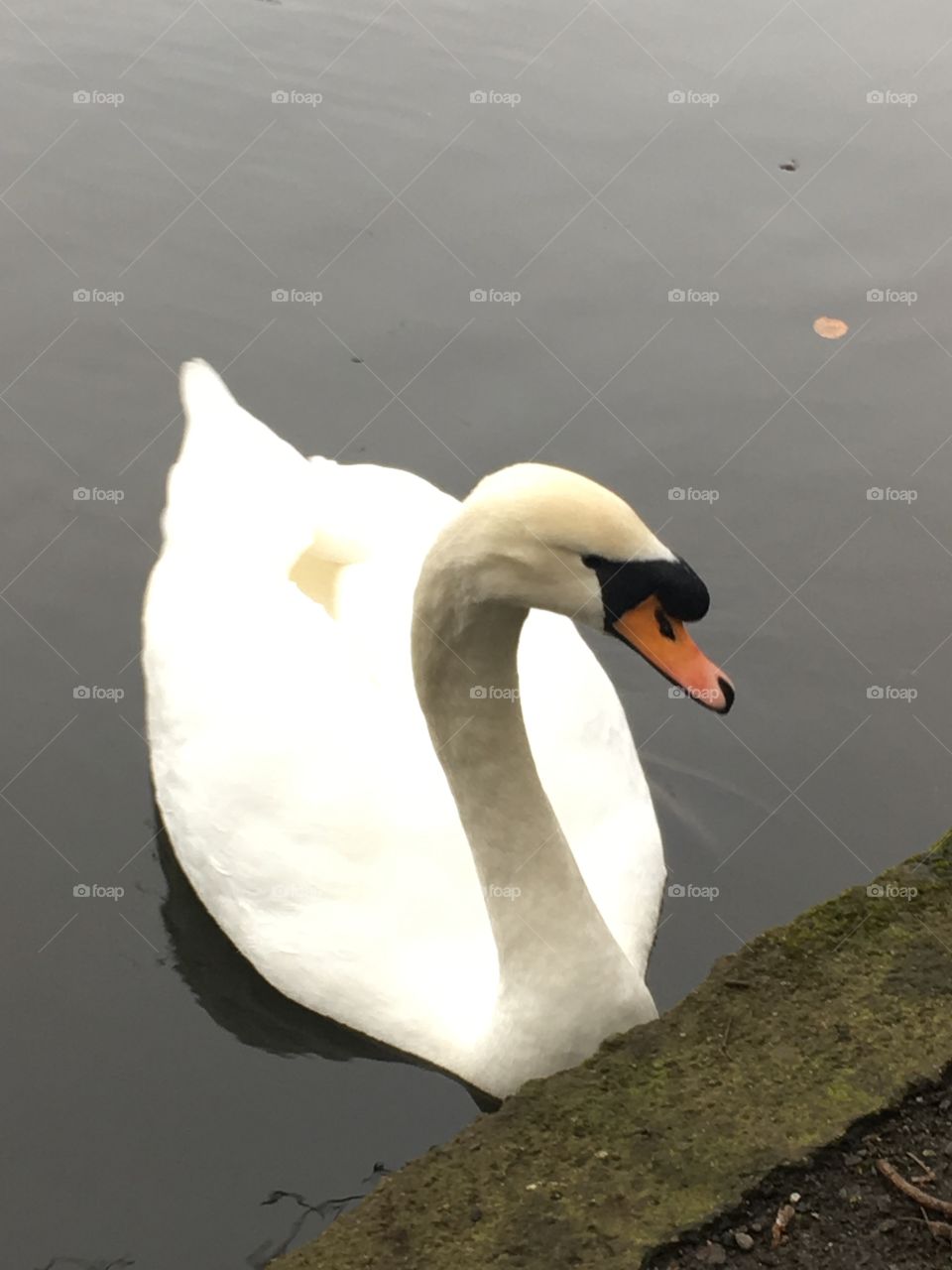 Swan 