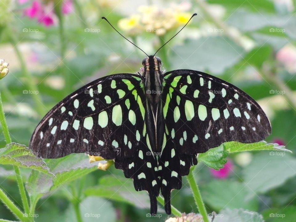 Green Butterfly