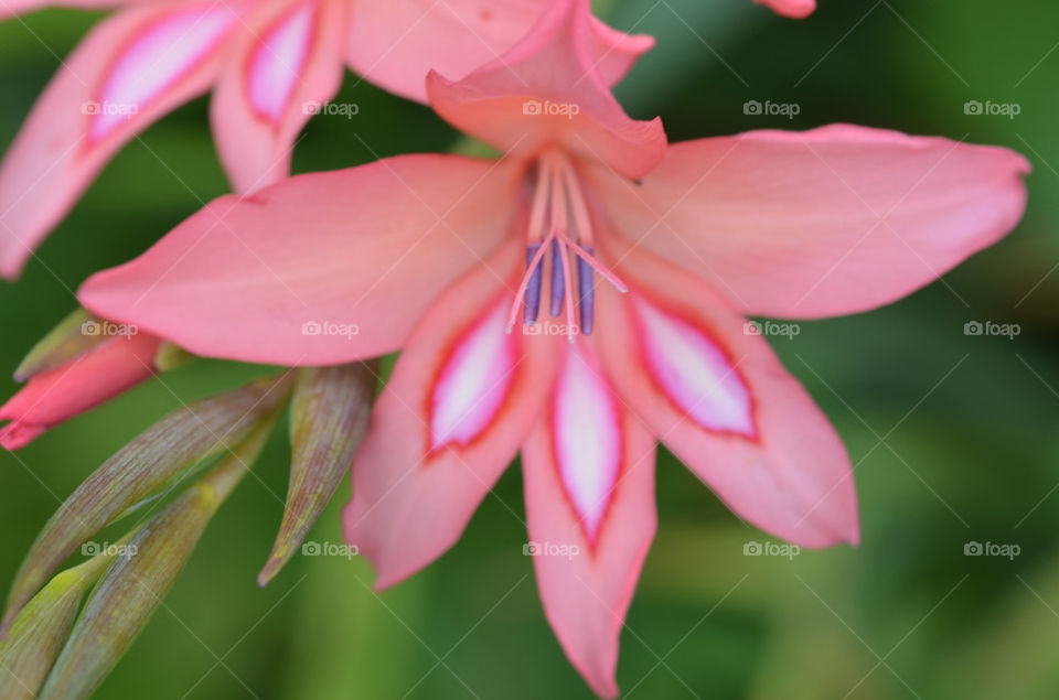 flowers plants herbs pink by katago