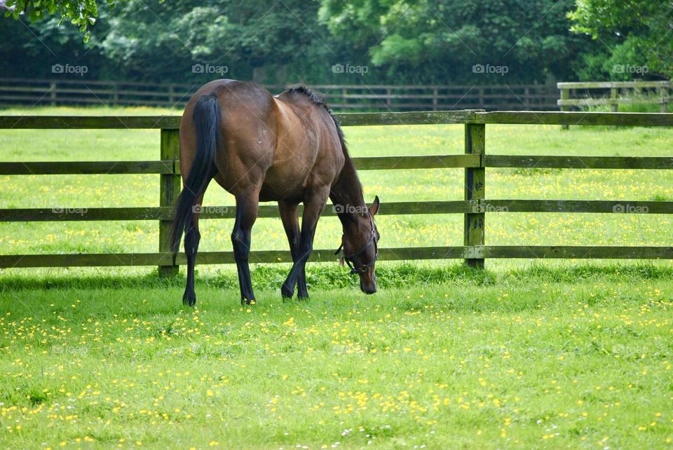 Horse near fence