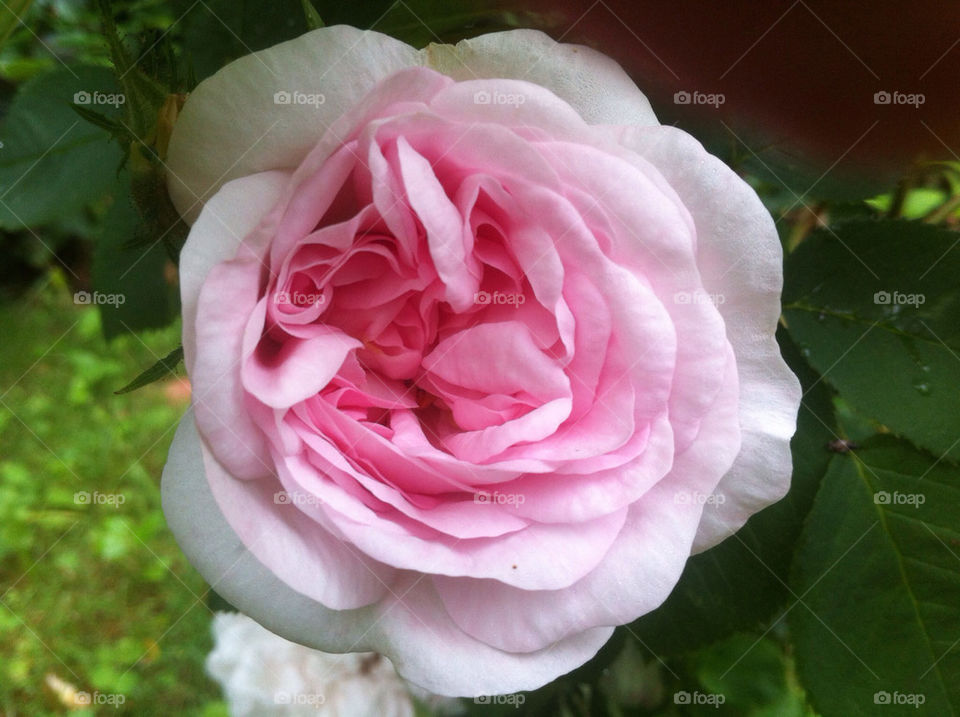 pink flower love romance by humlabumla1