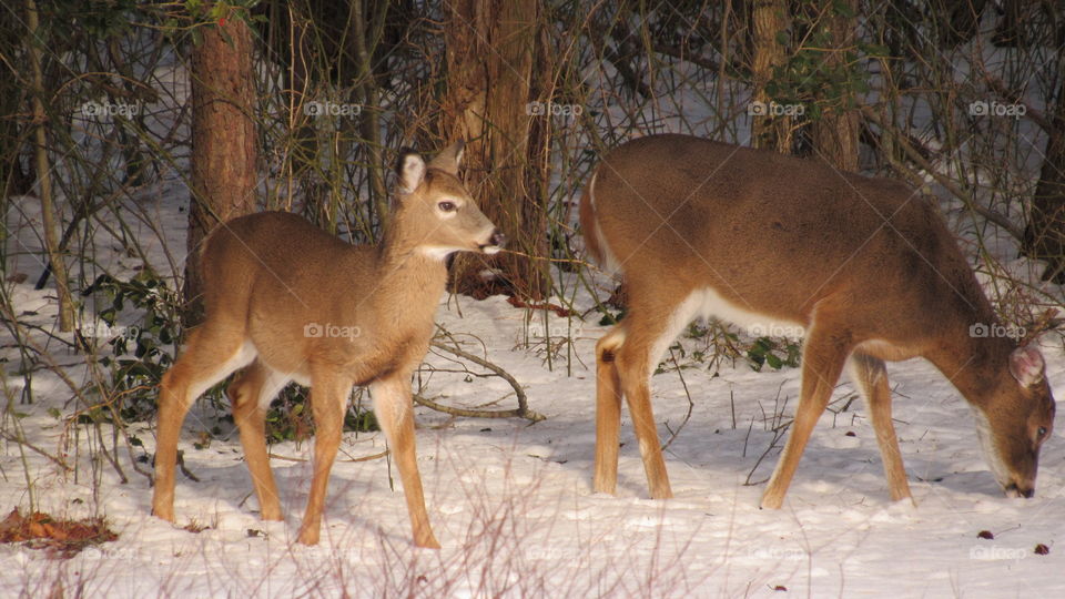 Whitetail deer in the snow
