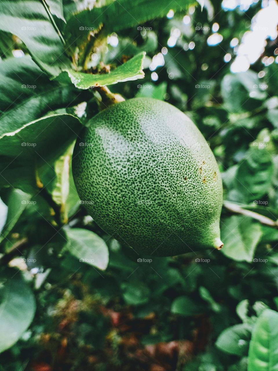 small grapefruit in the garden.