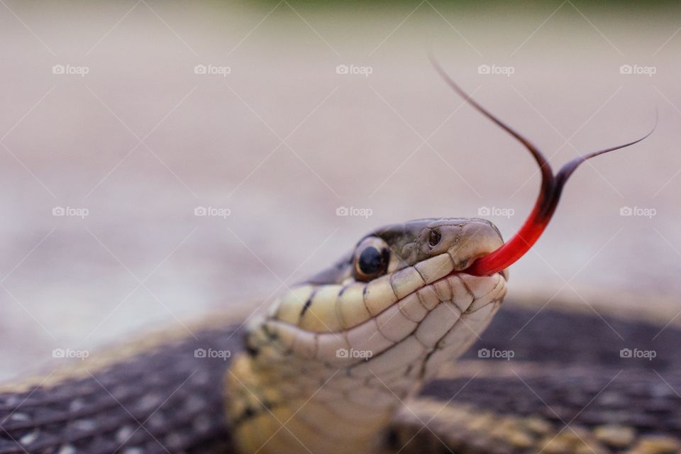 A garter snake sticks it’s tongue out in the air above to look for dangers.  