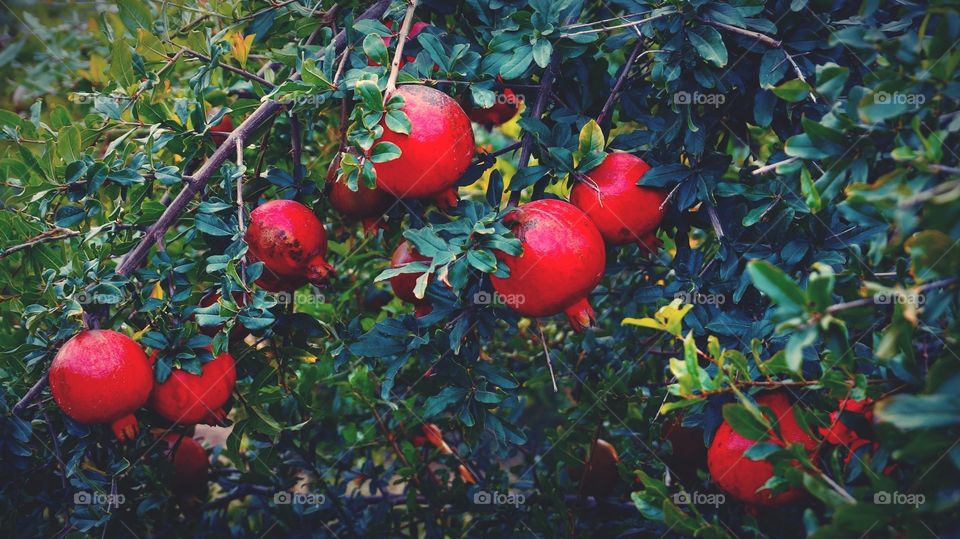 Pomogranate fruits tree close up photo shot on Camera