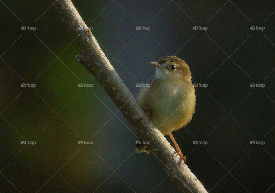 Zitting Cisticola . Beauty bird with lovely reddish young of lengt. Captured lone at the side of paddy field at the late afternoon, when the evening going to come.