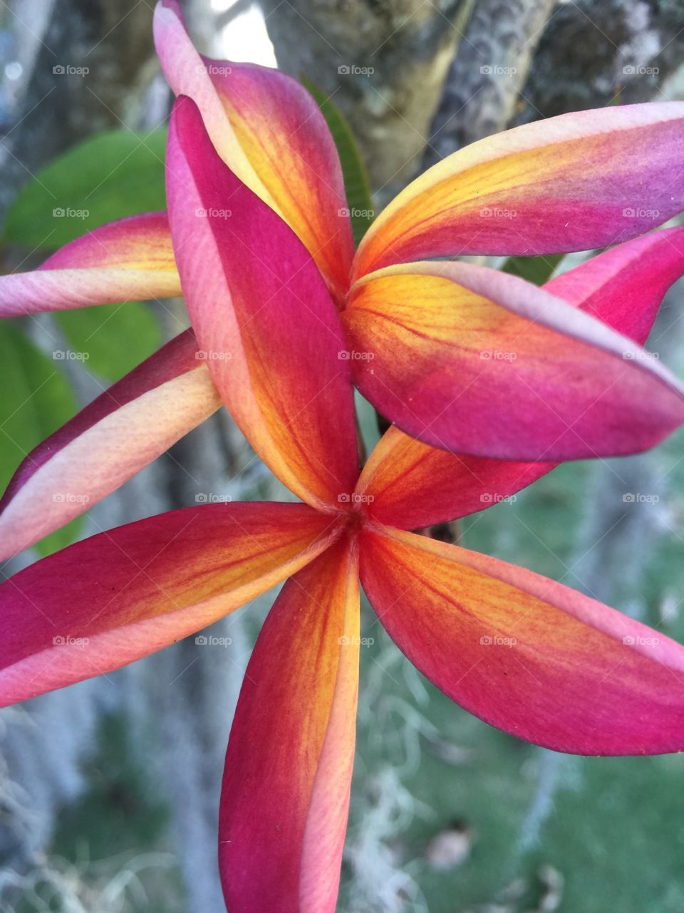 Kailua Plumeria