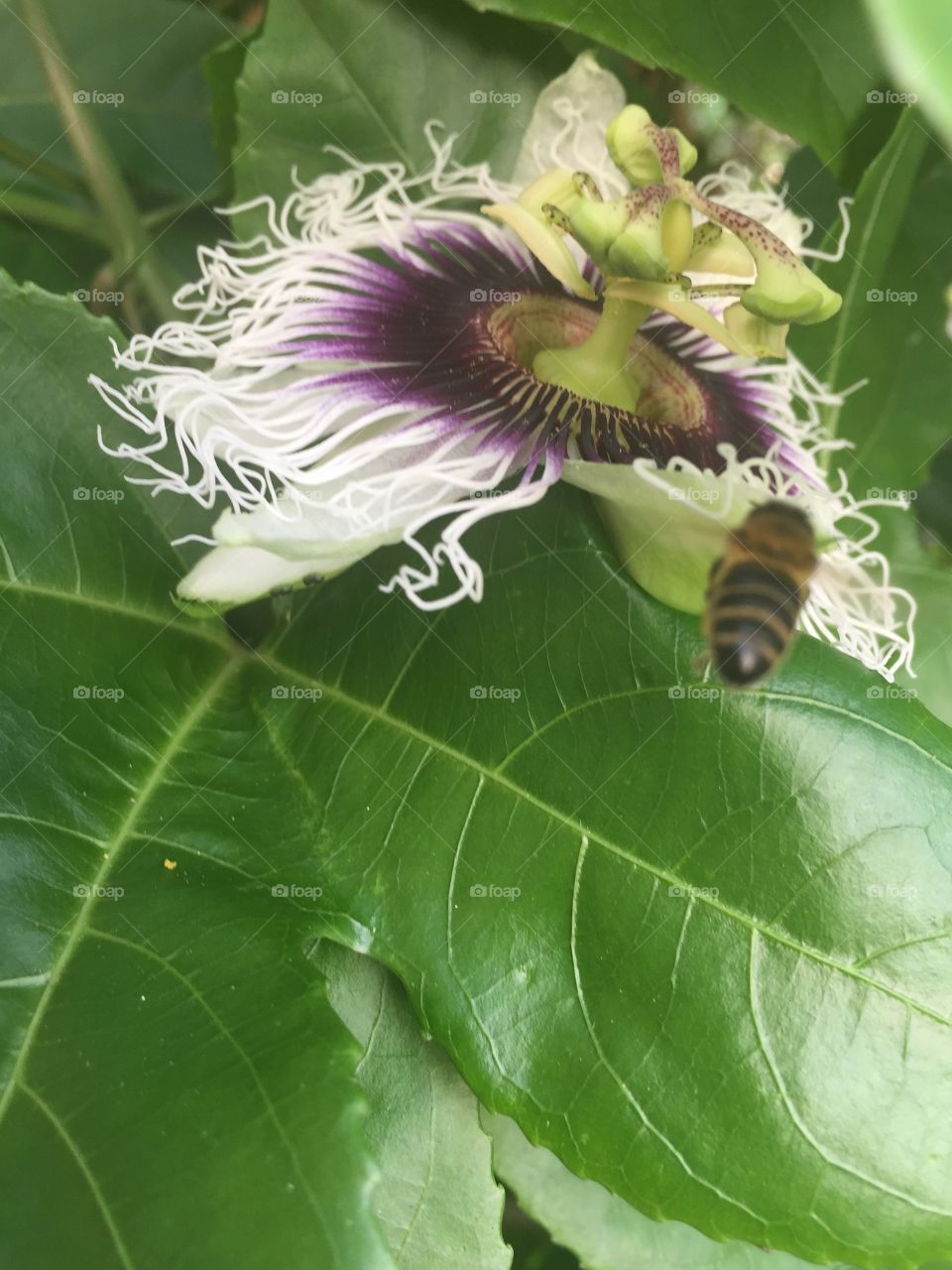 Tropical Flower and a Bee 