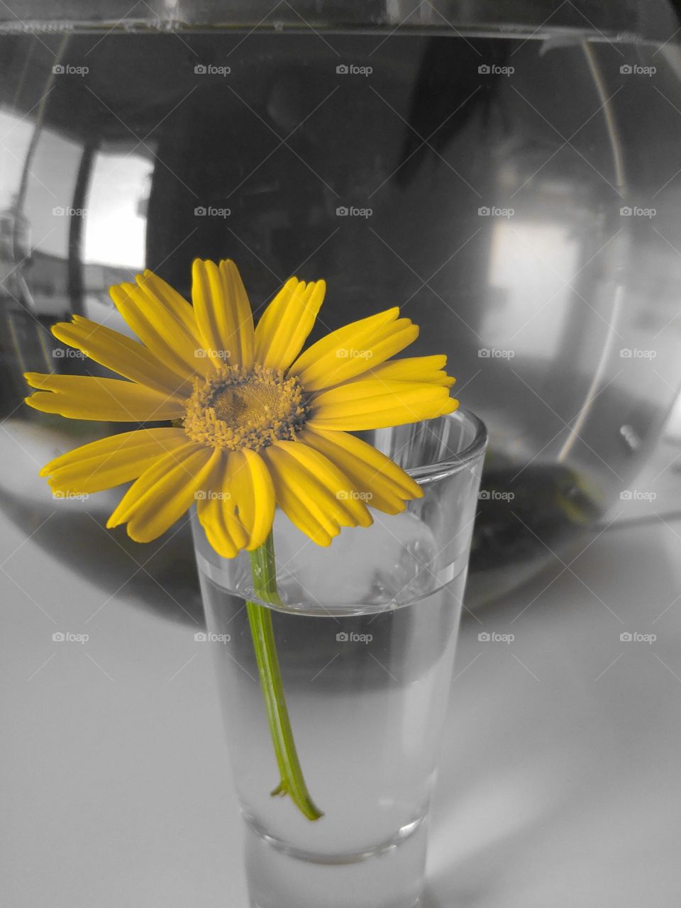 Yellow daffodil flower in glass