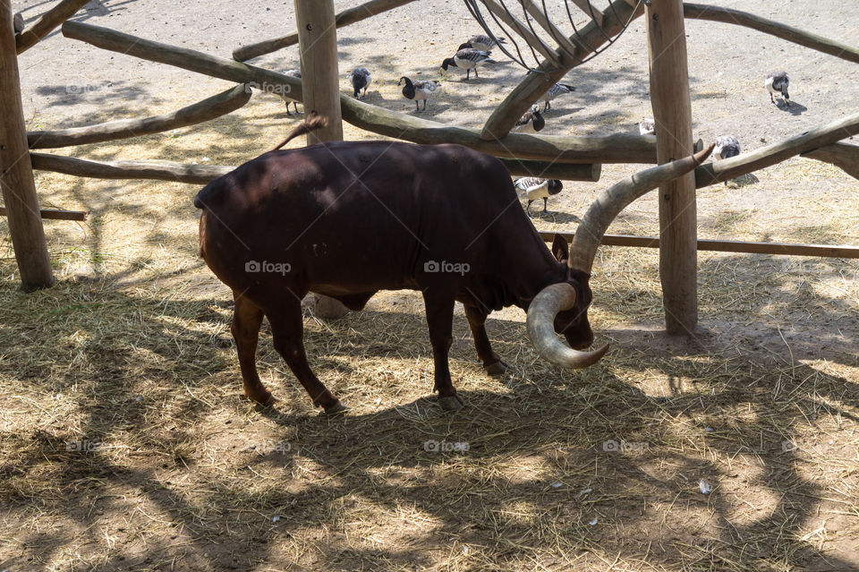 African cow with big horn