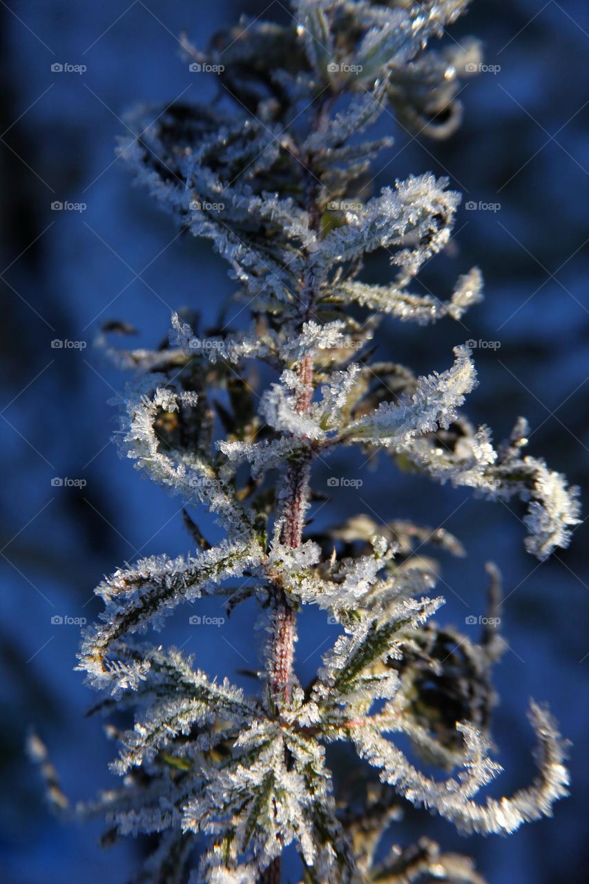 plants and flowers frozen outside in the garden. icy frost covers the stems and leaves of flowers in the form of micro-icicles.