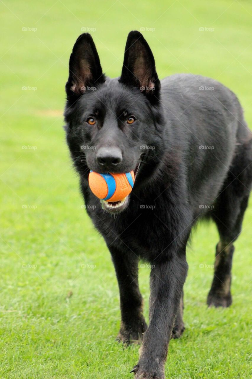 Our dog waiting for us to throw him his ball. 