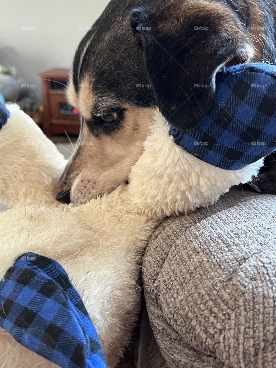 A doggo playing with her favorite toy 