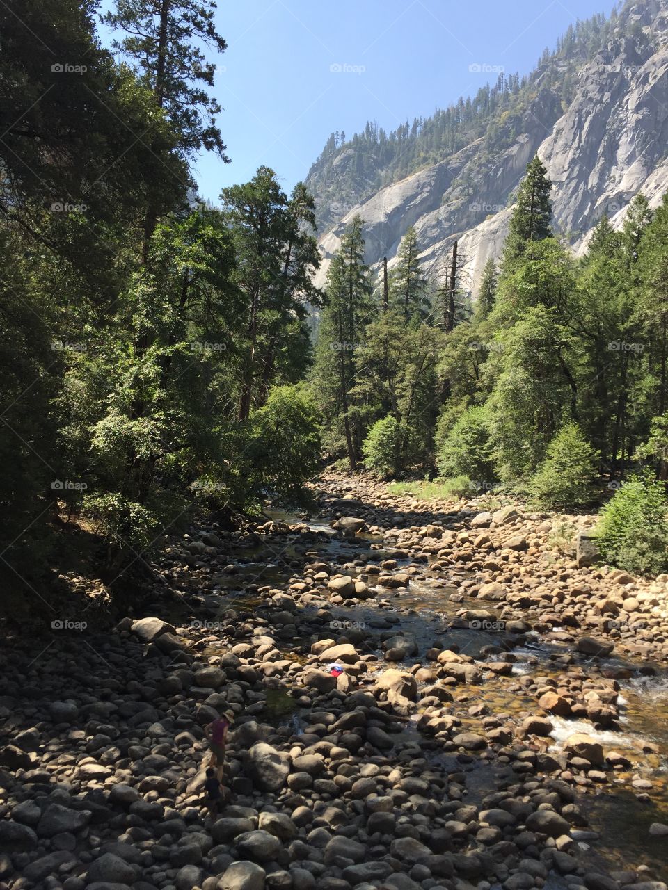 the river bed through the trees