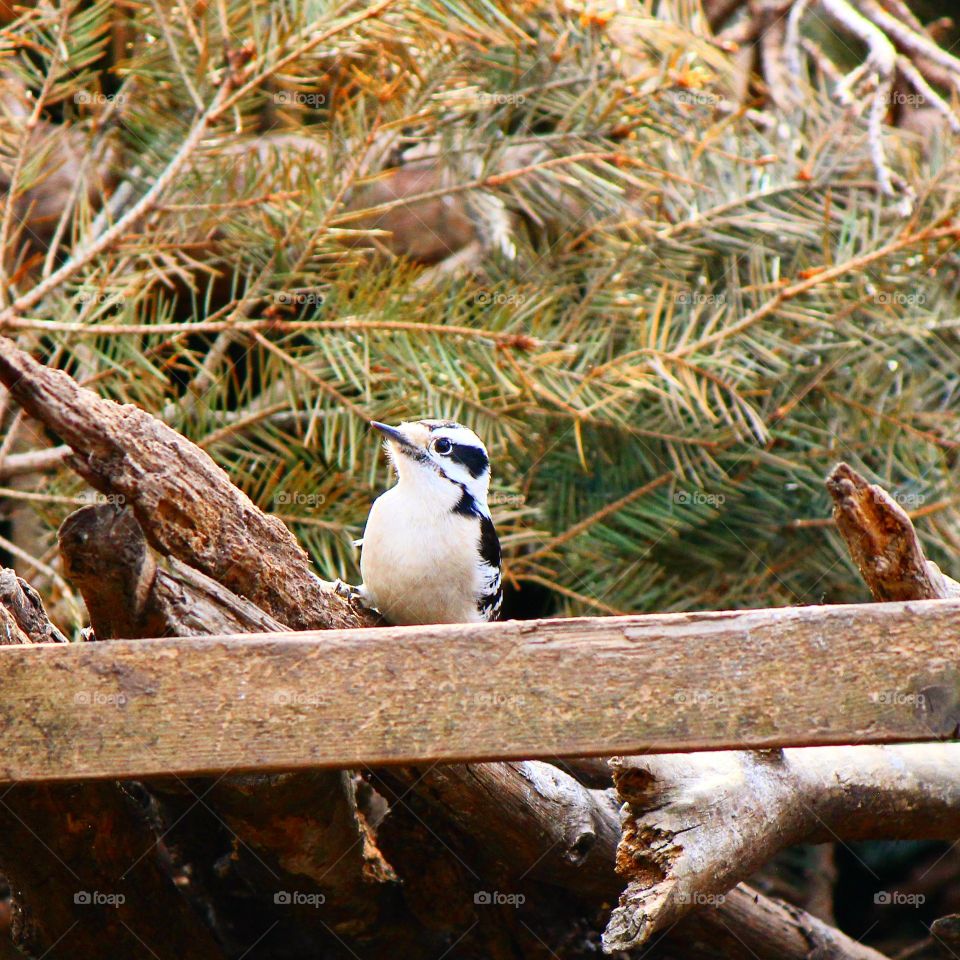 Perched 