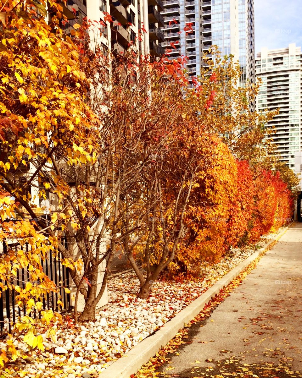 Autumn in Toronto 