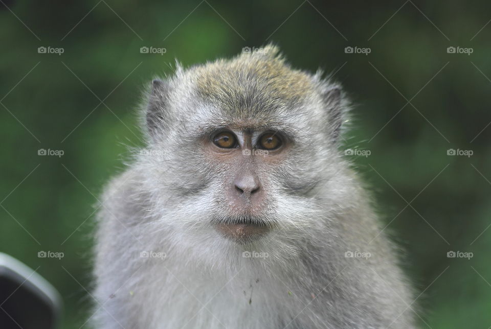 Innocent . An expression of long tailed leaf mongkey with human to the near of them . This's one from the small grup for tryng to keep distance with human . The mongkey's stay on at the day for walking on to the road way of national park with number