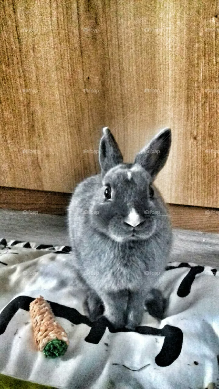 Rabbit
