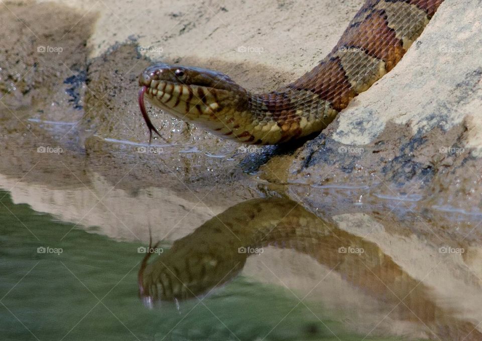 snake at the lake