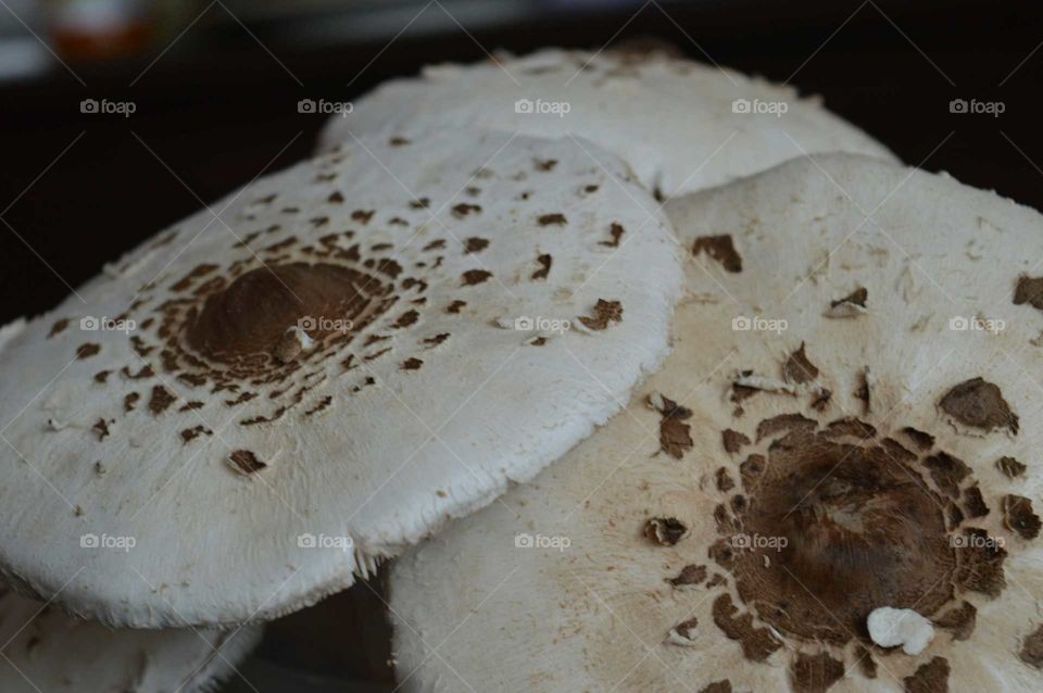 mushrooms edible -Parasol mushroom ( Macrolepiota procera)